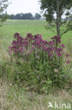 Orpine (Sedum telephium)