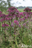 Orpine (Sedum telephium)