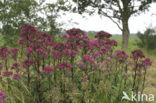 Hemelsleutel (Sedum telephium)