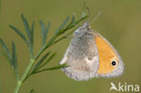 Hooibeestje (Coenonympha pamphilus)