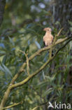 Hoopoe (Upupa epops)