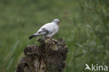 Wood Pigeon