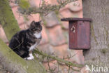 Domestic Cat (Felis domesticus