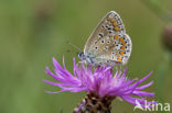 Icarusblauwtje (Polyommatus icarus)