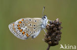 Icarusblauwtje (Polyommatus icarus)