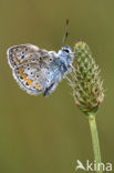 Icarusblauwtje (Polyommatus icarus)