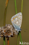 Icarusblauwtje (Polyommatus icarus)