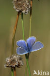 Icarusblauwtje (Polyommatus icarus)