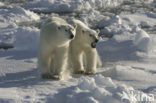 Polar bear (Ursus maritimus) 