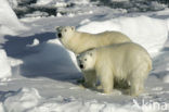 Polar bear (Ursus maritimus) 