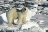 Polar bear (Ursus maritimus) 