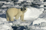 Polar bear (Ursus maritimus) 