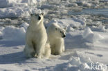 Polar bear (Ursus maritimus) 