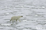 Polar bear (Ursus maritimus) 