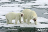 Polar bear (Ursus maritimus) 