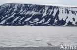 Polar bear (Ursus maritimus) 