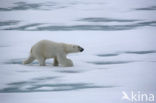 Polar bear (Ursus maritimus) 