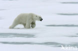 Polar bear (Ursus maritimus) 