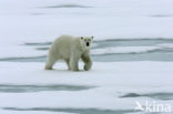 Polar bear (Ursus maritimus) 