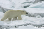 Polar bear (Ursus maritimus) 