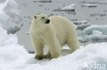 Polar bear (Ursus maritimus) 