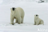 Polar bear (Ursus maritimus) 