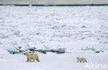 Polar bear (Ursus maritimus) 