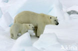 Polar bear (Ursus maritimus) 