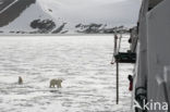 Polar bear (Ursus maritimus) 