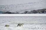 Polar bear (Ursus maritimus) 