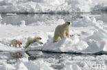 Polar bear (Ursus maritimus) 