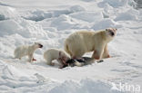 Polar bear (Ursus maritimus) 