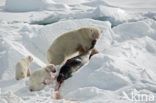 Polar bear (Ursus maritimus) 