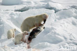 Polar bear (Ursus maritimus) 