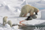 Polar bear (Ursus maritimus) 