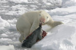 Polar bear (Ursus maritimus) 