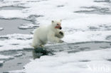 Polar bear (Ursus maritimus) 