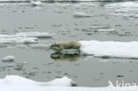 Polar bear (Ursus maritimus) 