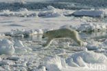 Polar bear (Ursus maritimus) 