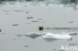 Polar bear (Ursus maritimus) 