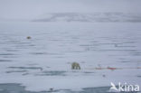 Polar bear (Ursus maritimus) 