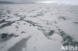 Polar bear (Ursus maritimus) 