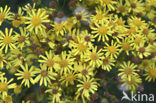 Common Ragwort (Jacobaea vulgaris)