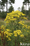 Jacobskruiskruid (Jacobaea vulgaris)