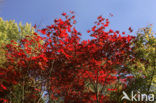 Japanse esdoorn (Acer japonicum )