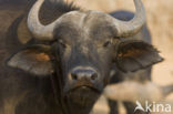 Kafferbuffel (Syncerus caffer caffer)