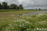 Kampereiland