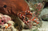 banded coral shrimp