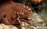 banded coral shrimp