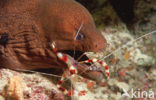 banded coral shrimp